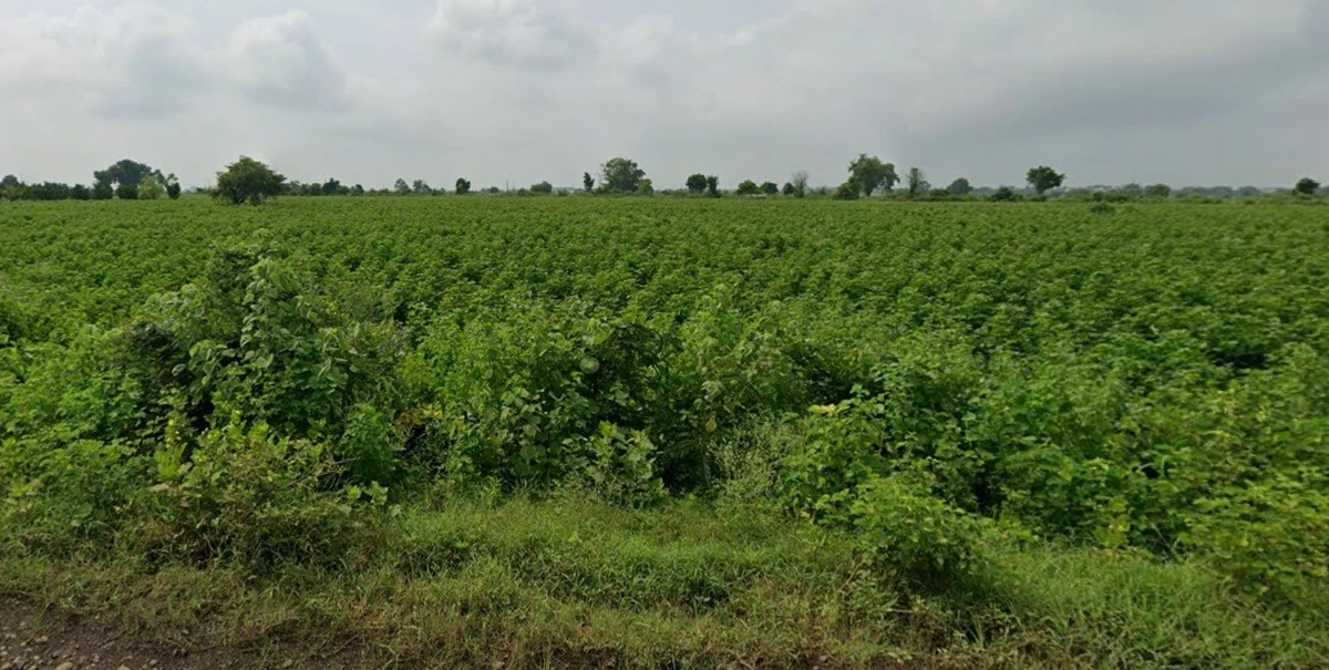 Maro, Chhattisgarh 491340, India