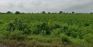 Maro, Chhattisgarh 491340, India preview 2