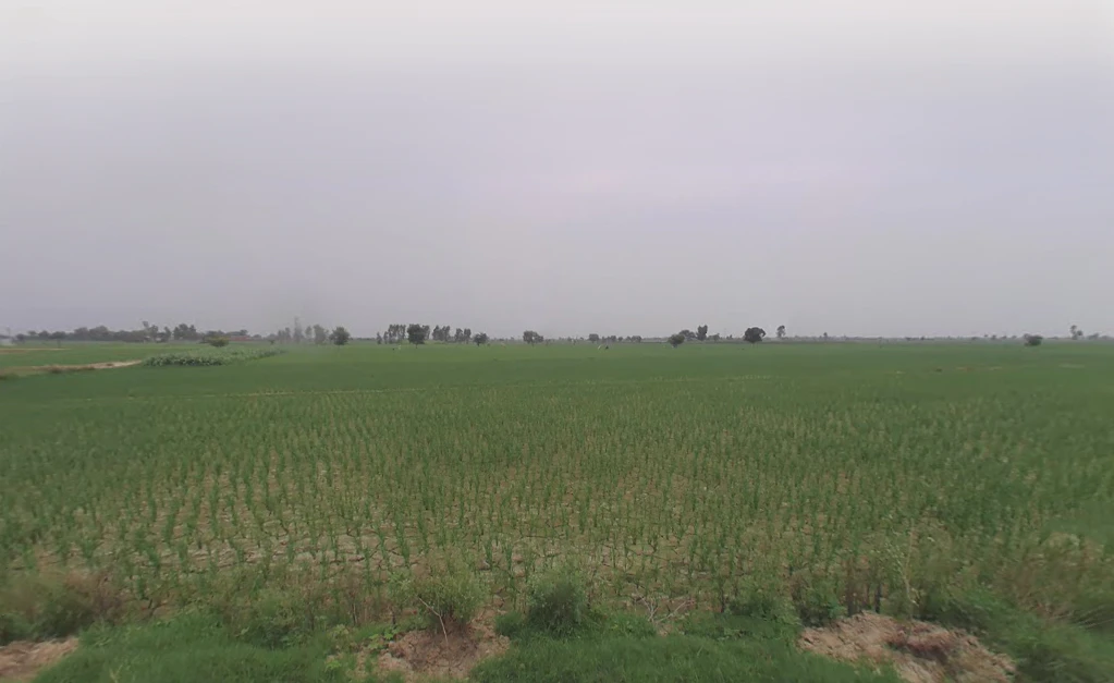 Saman, Haryana 124112, India