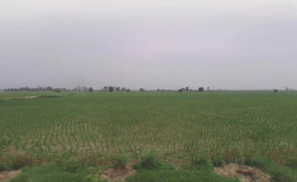 Saman, Haryana 124112, India