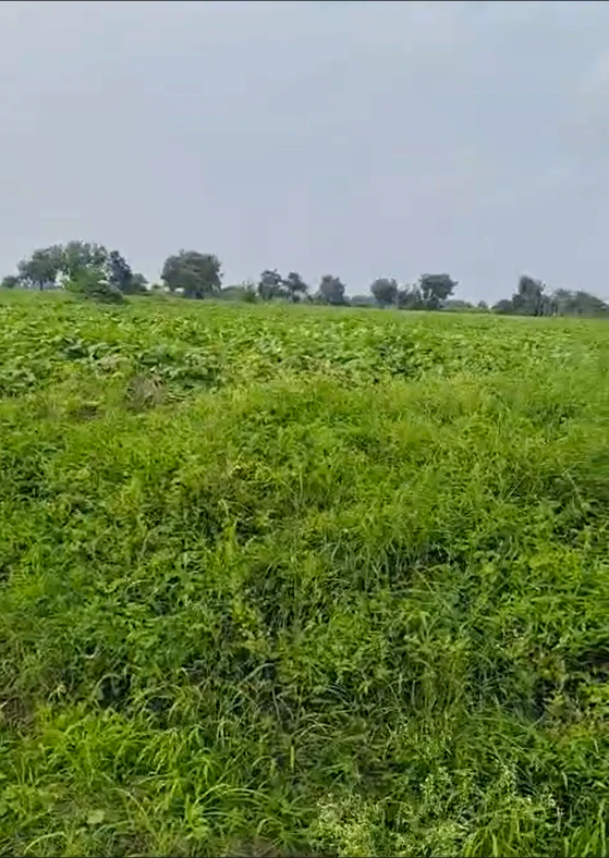 Q4CQ+HV Kishangarh, Dewas, Madhya Pradesh, India