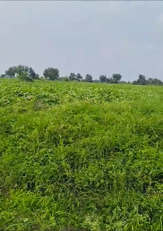 Q4CQ+HV Kishangarh, Dewas, Madhya Pradesh, India
