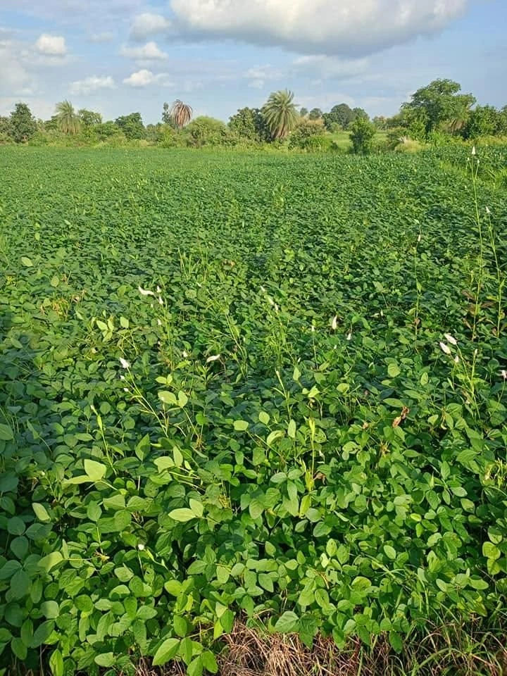 Ralayata Mauja, Madhya Pradesh, India