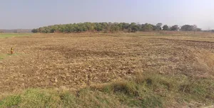 Junwani Kalan, Chhattisgarh 493449, India preview 3