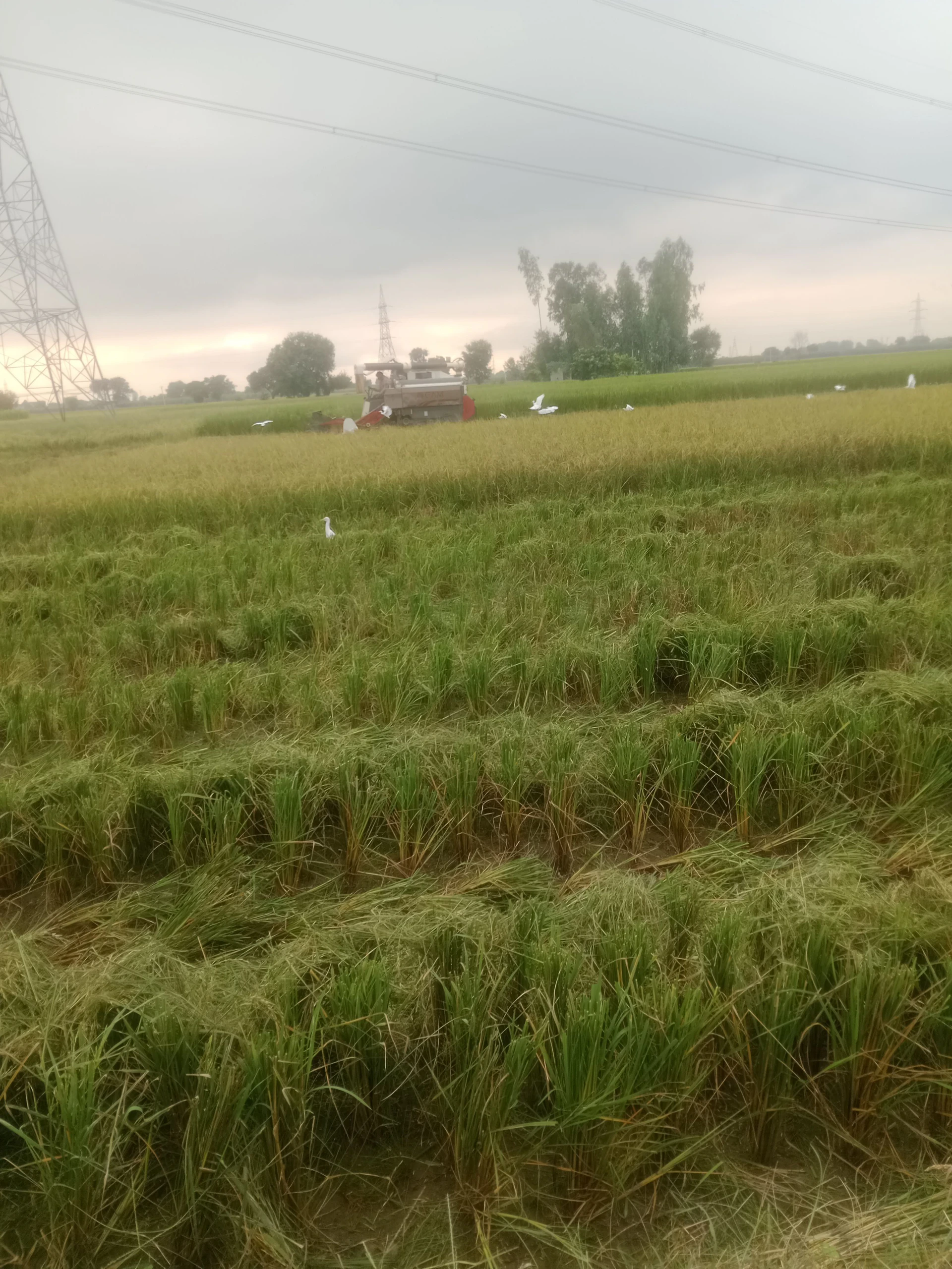 Srodhan, Sikandrabad, Bulandshahr, Uttar Pradesh, India