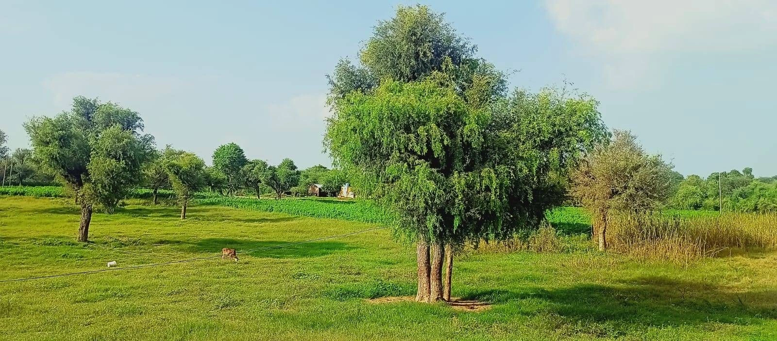 Dabwali, Sirsa, Haryana 125104, India