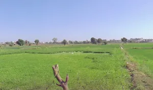 Bawadiya Kalan, Gulmohar Colony, Bhopal, Madhya Pradesh, India preview 2