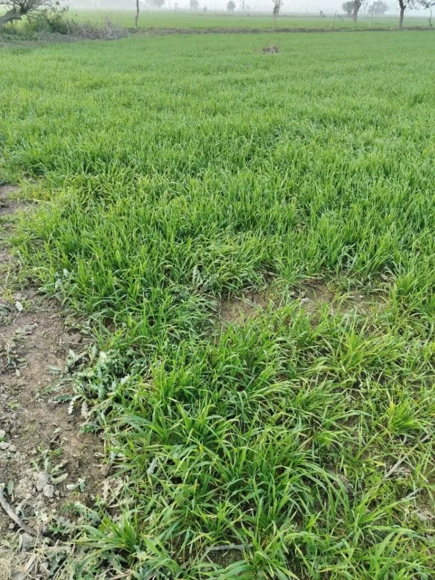 Powayan, Uttar Pradesh 242401, India