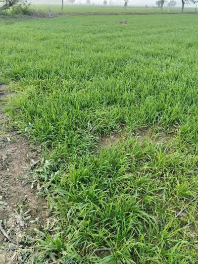 Powayan, Uttar Pradesh 242401, India preview 3