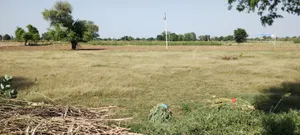 Bedha, Rajasthan 301021, India preview 4