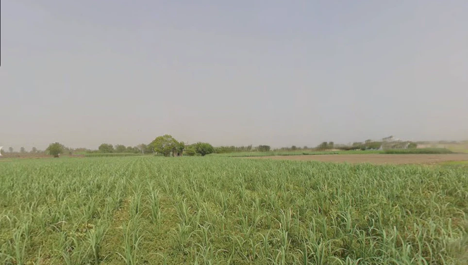 Gohana, Haryana 131301, India