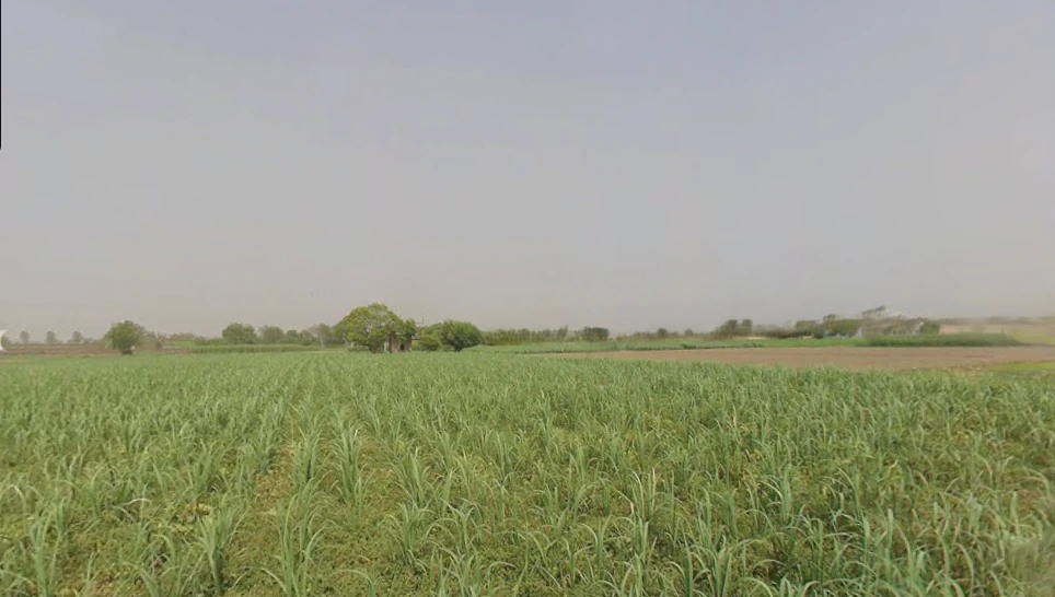 Gohana, Haryana 131301, India