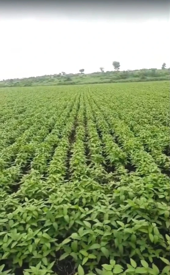 Sanawad, Madhya Pradesh, India