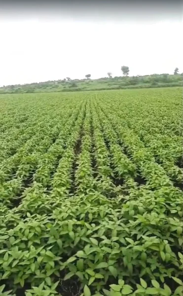 Sanawad, Madhya Pradesh, India preview 2