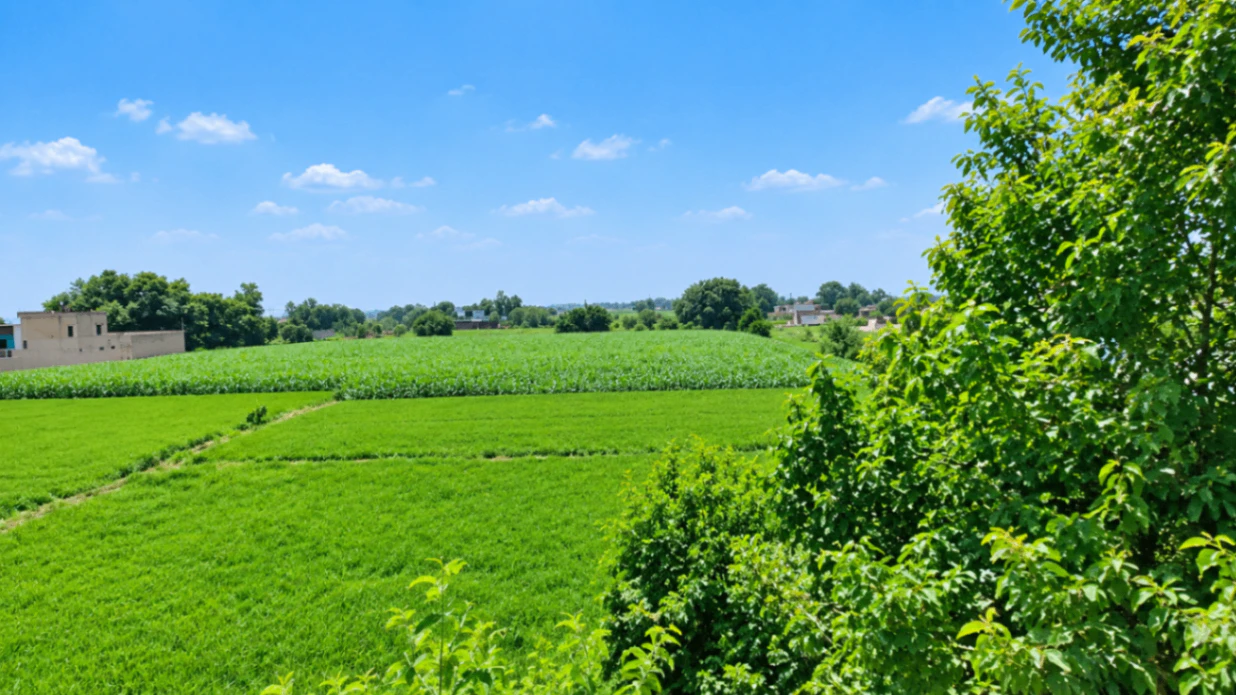 Kasdol, Baloda Bazar, Chhattisgarh 493335, India