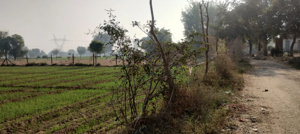 Pharala, Punjab 144503, India