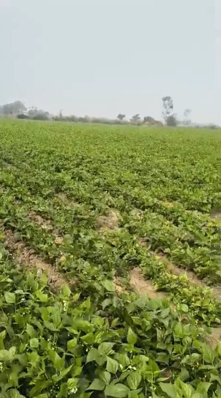 32XH+68, Nuh, Dundaheri, Haryana 122107, India