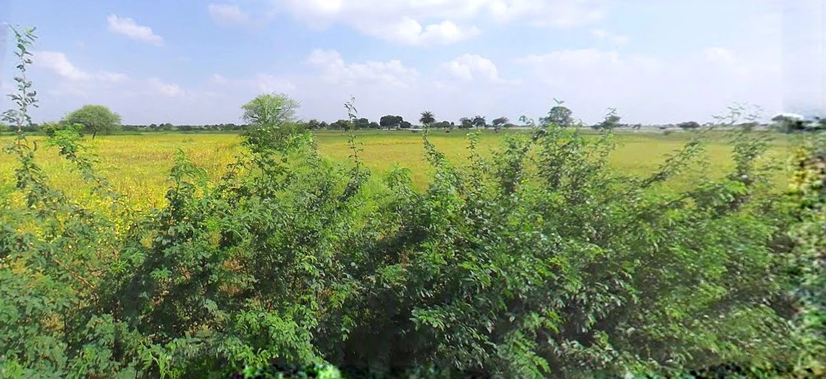 Bijnor, Uttar Pradesh 246701, India