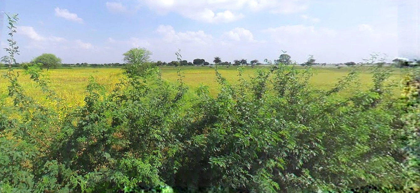 Bijnor, Uttar Pradesh 246701, India