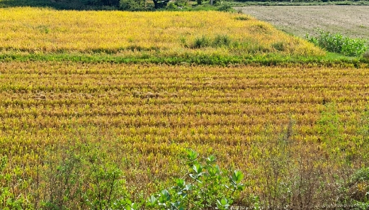 Dhol Khedi, Vidisha, Madhya Pradesh 464001, India