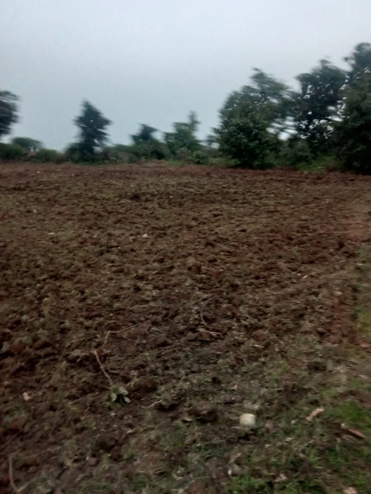 Padariya, Madhya Pradesh 482021, India