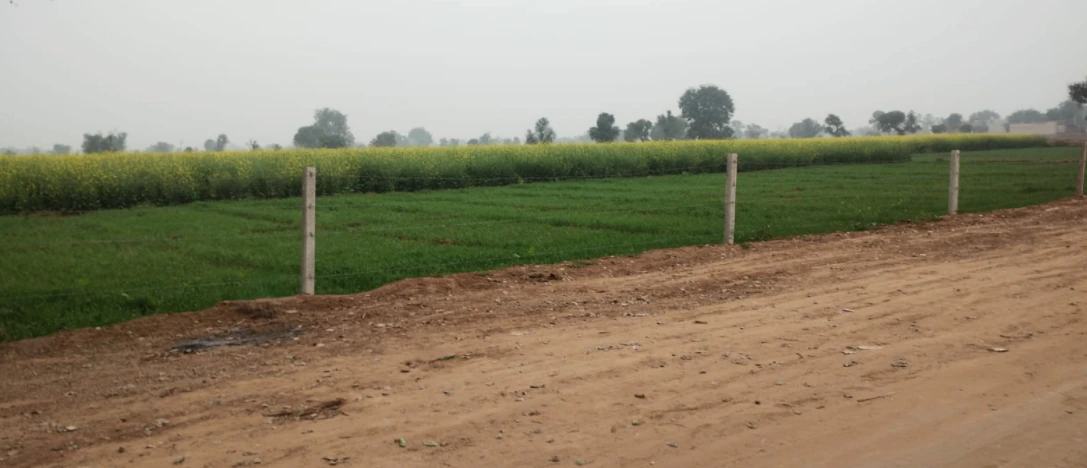 Rajpura, Punjab, India