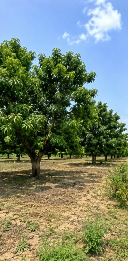 Yeola, Maharashtra 423401, India preview 5