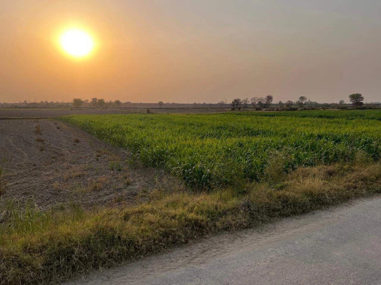 Saidpur, Nizampur Khurd, Haryana 131402, India preview 3
