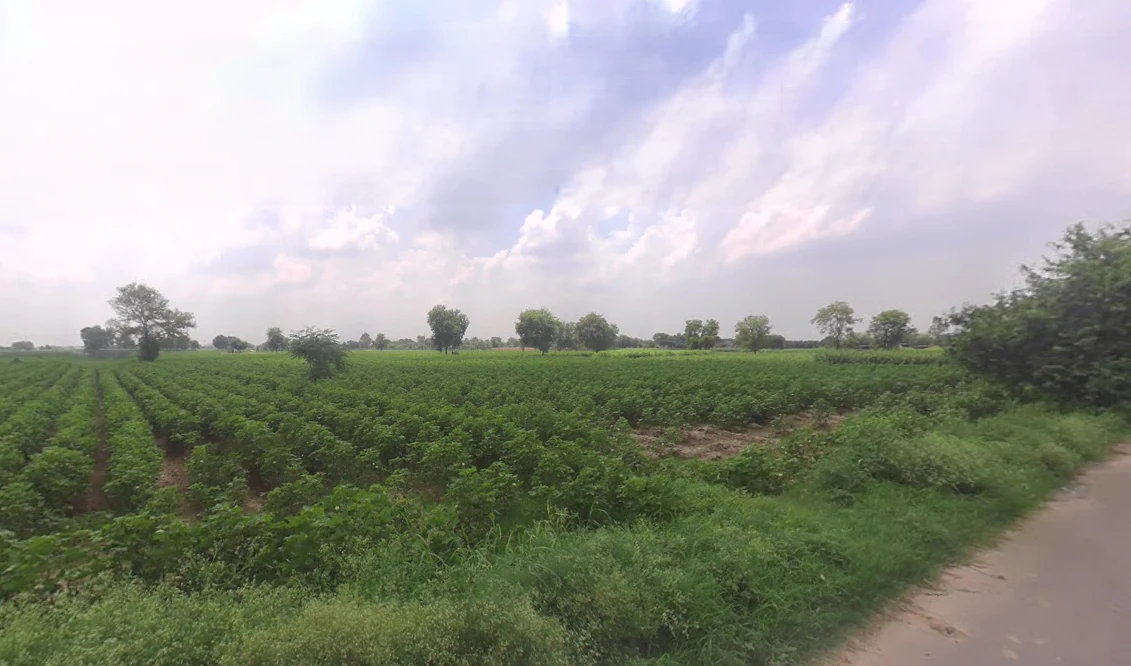 Bodiwali, Haryana 125050, India