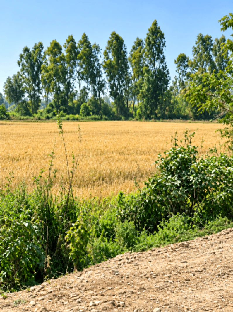 Bhawa Khera, Lucknow, Uttar Pradesh 226302, India - Photo 3
