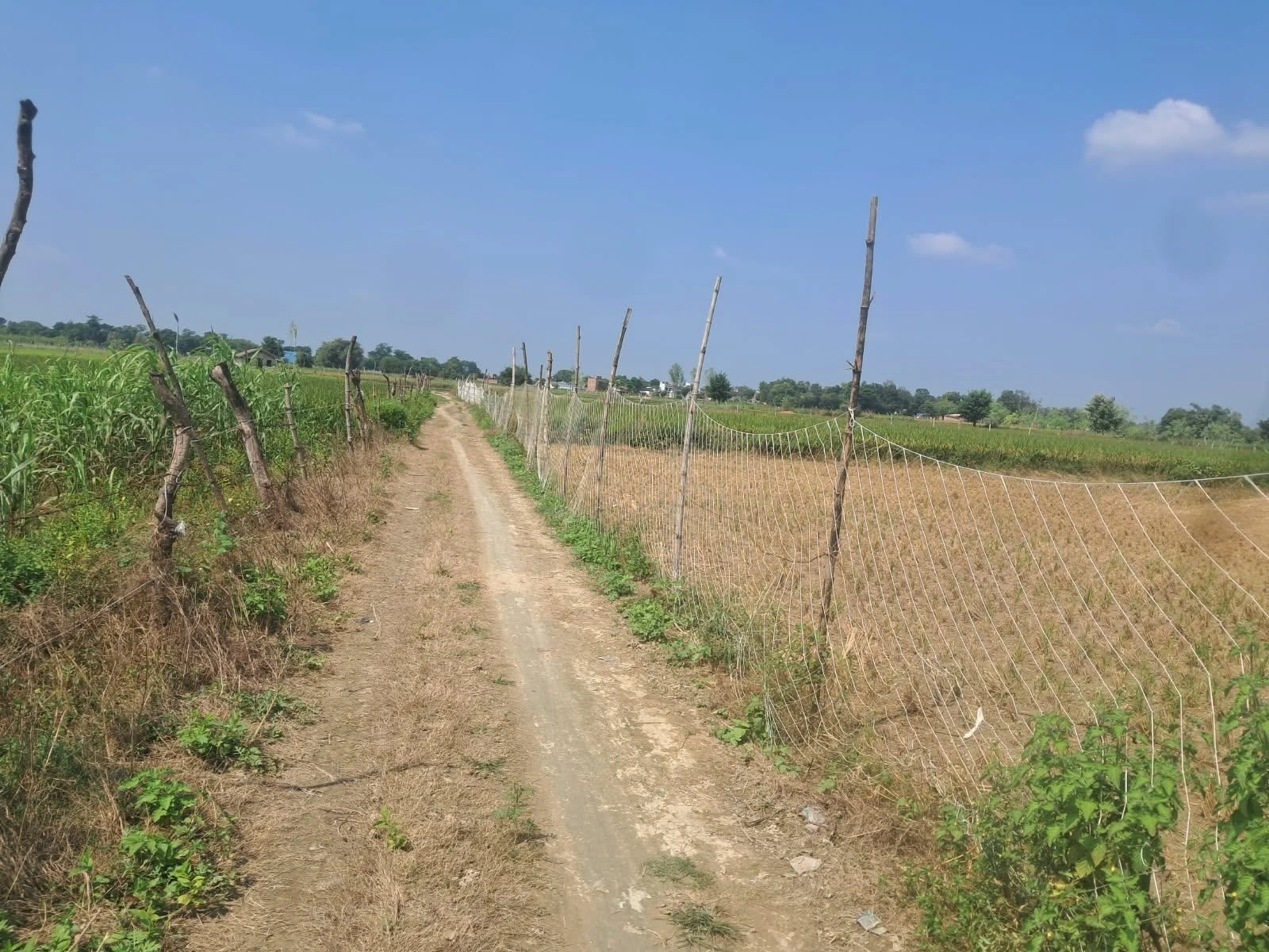 V7H3+96 Sikandarpur Khas, Basti, Uttar Pradesh, India