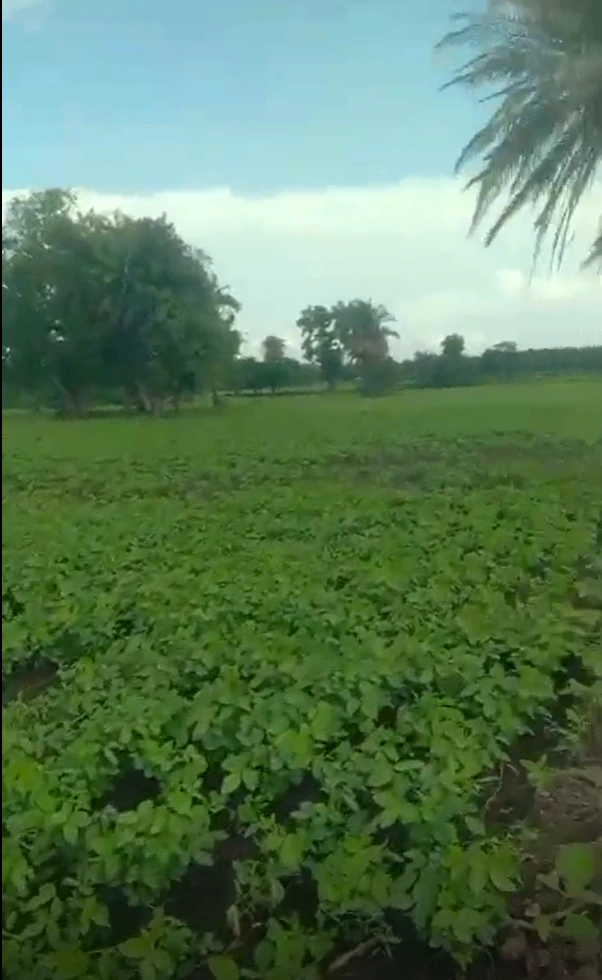9J56+XP Orchha, Niwari, Madhya Pradesh, India