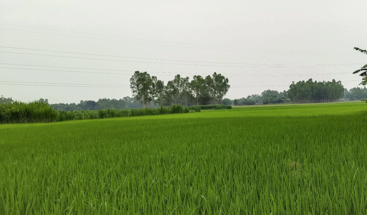 Bairagiwala, Uttarakhand 248142, India