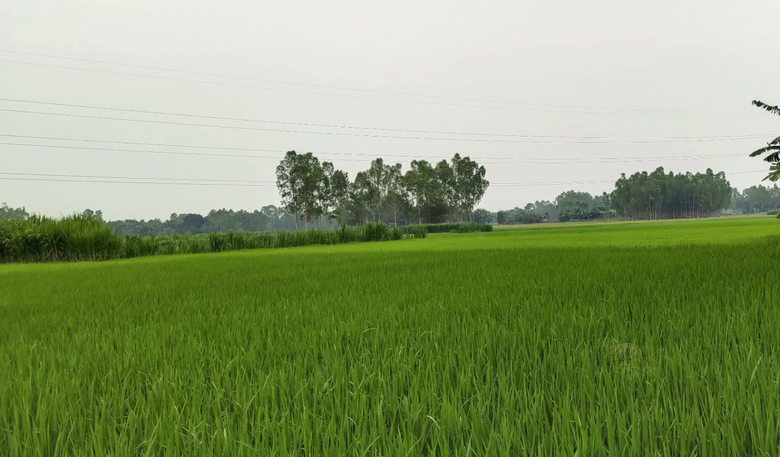 Bairagiwala, Uttarakhand 248142, India