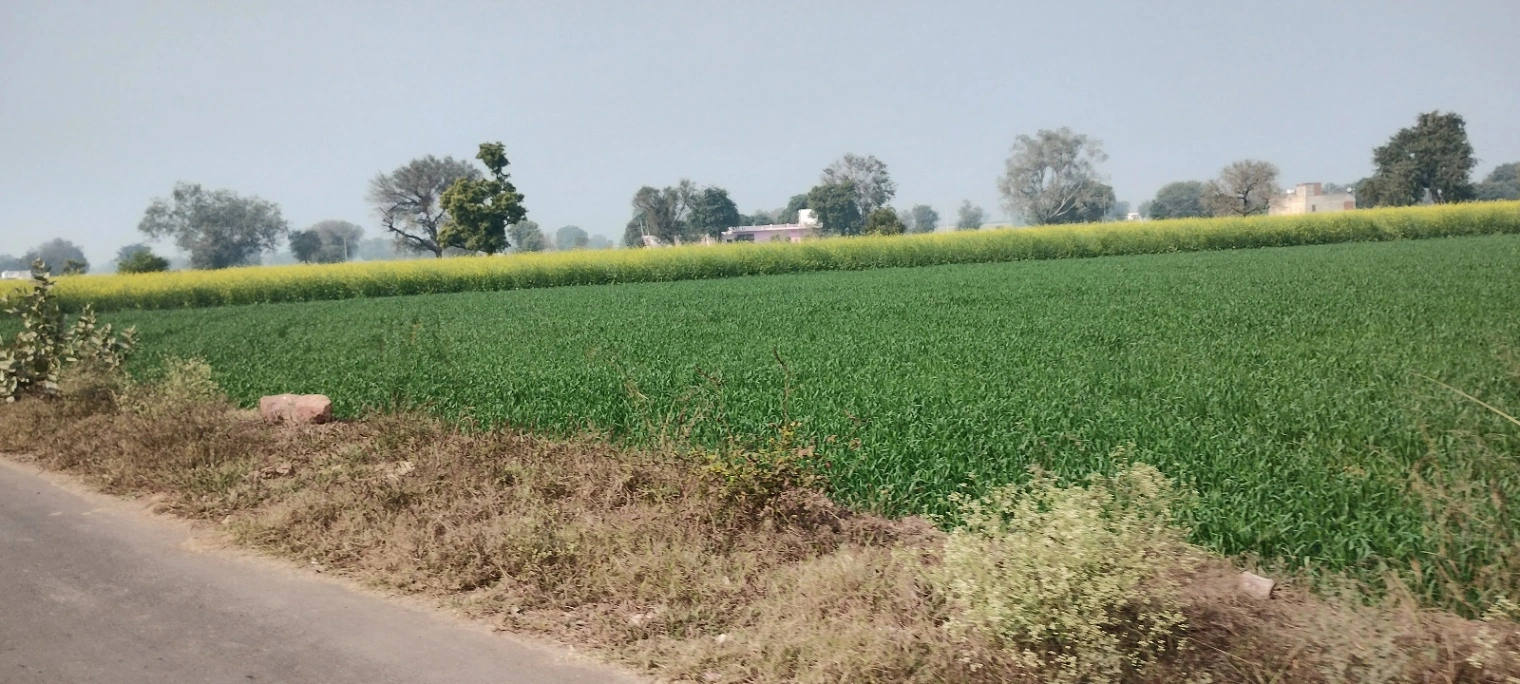 Barodameo, Rajasthan 301021, India