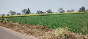 Barodameo, Rajasthan 301021, India preview 4