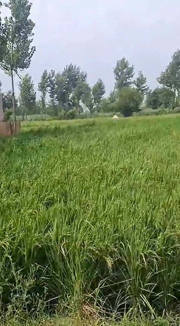 P2W9+C9 Sahaspur, Hapur, Uttar Pradesh, India