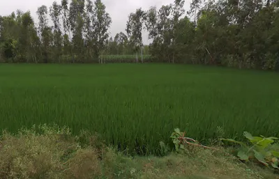 Shahabad, Uttar Pradesh 244922, India preview 3