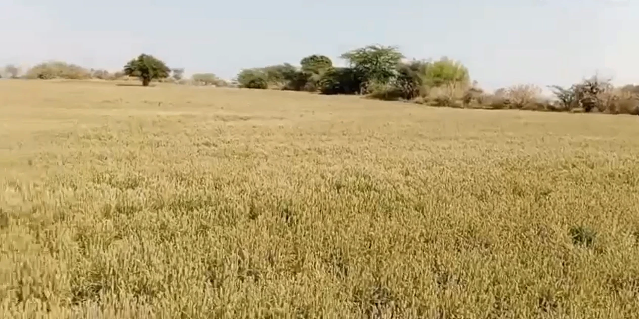 WR3Q+P2 Garhi Sisana, Sonipat, Haryana, India