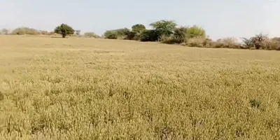 WR3Q+P2 Garhi Sisana, Sonipat, Haryana, India preview 3