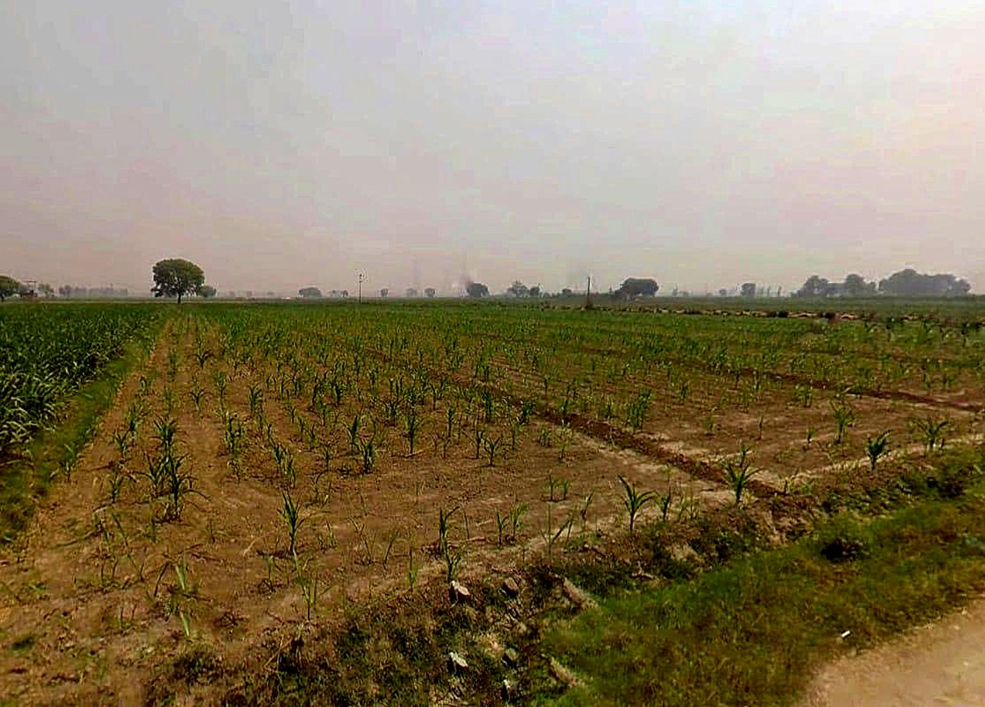 Jogipura, Uttar Pradesh 245206, India