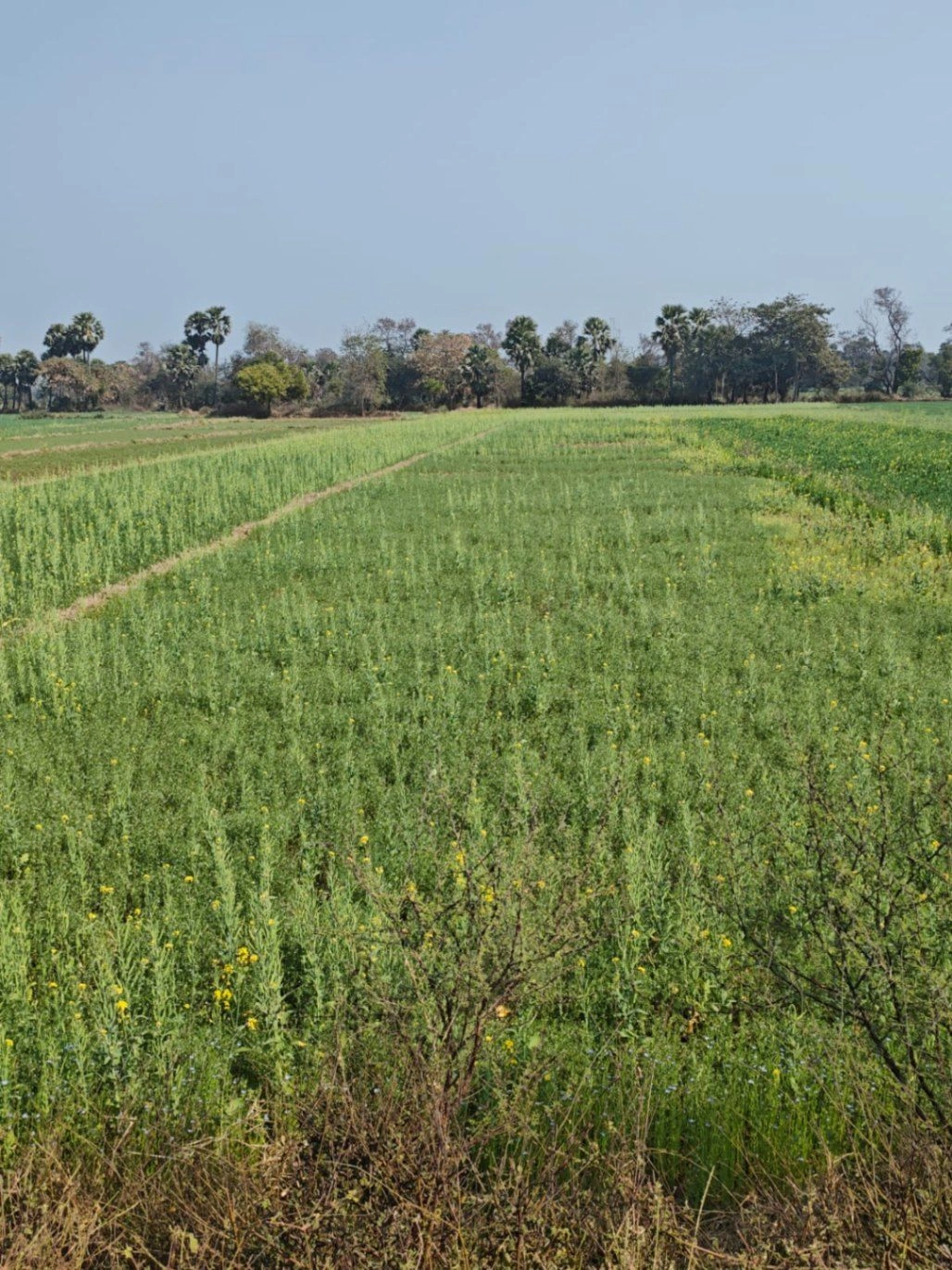 Dudhali, Muzaffarnagar, Uttar Pradesh 251201, India