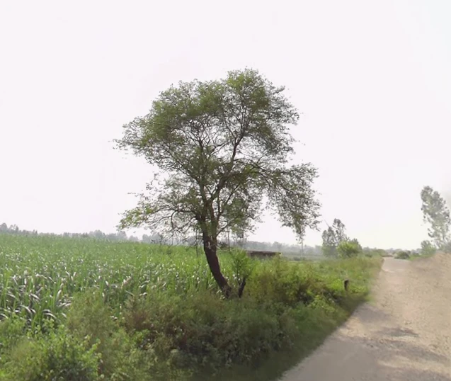Nahali, Uttar Pradesh 250342, India