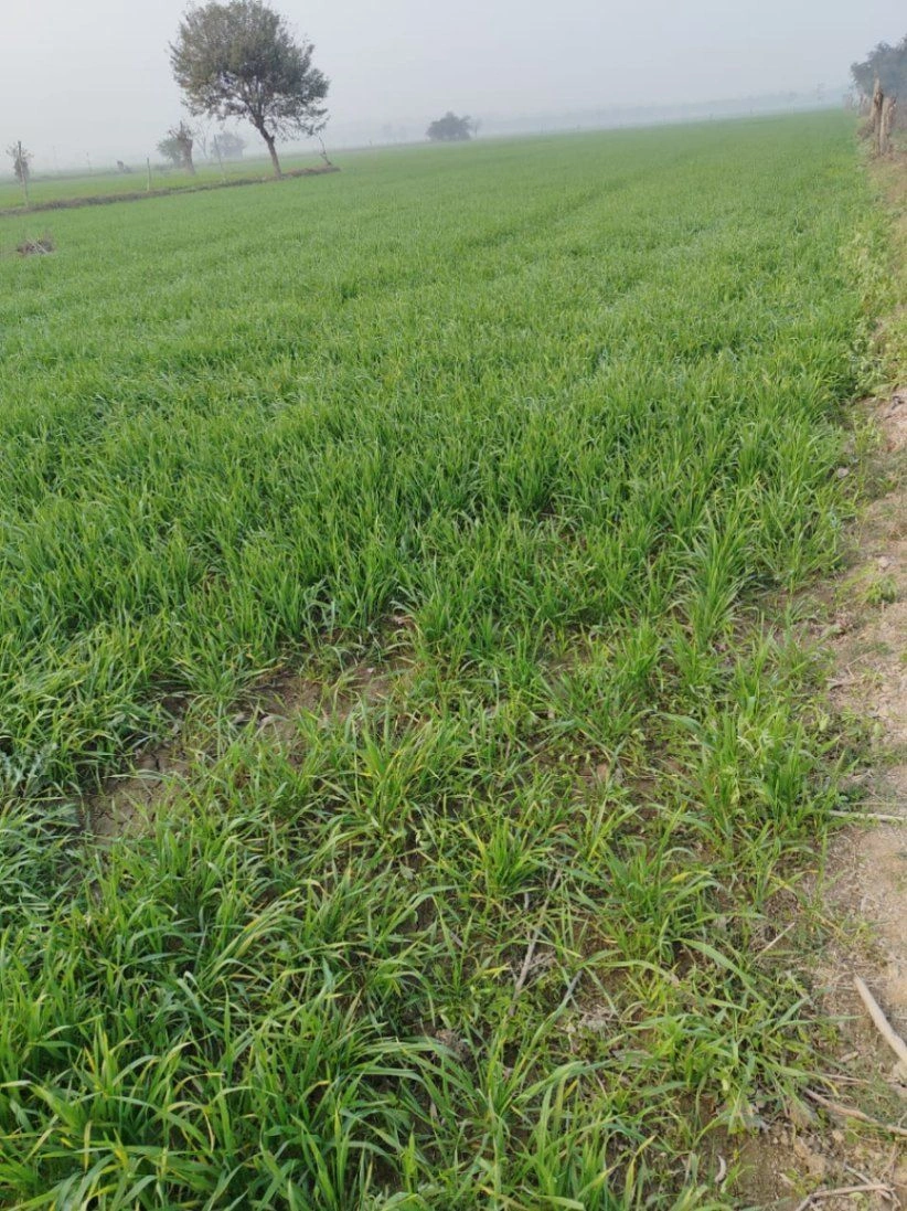 Puranpur, Uttar Pradesh 262122, India preview 3