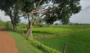 Ghutku, Chhattisgarh, India preview 3