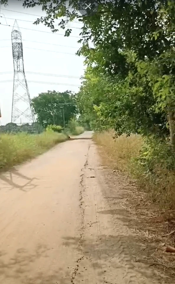 JXRQ+5VR, Alavas Baturi, Uttar Pradesh 203402, India