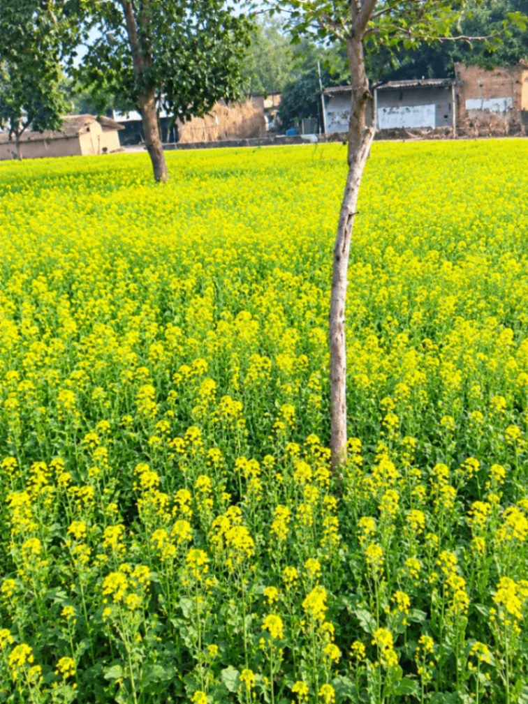 Jartauli, Aligarh, Uttar Pradesh 202137, India