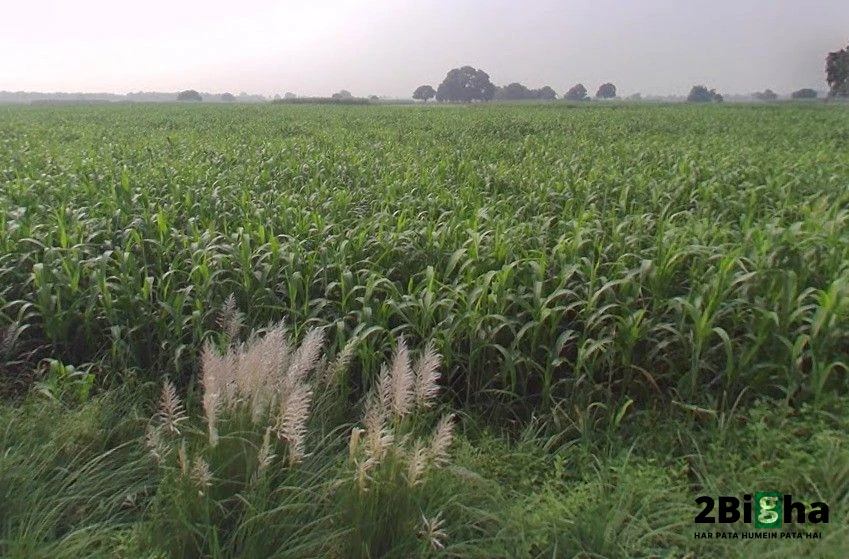 Kanpur - Allahabad Hwy, Maharajpur, Uttar Pradesh, India