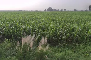 Kanpur - Allahabad Hwy, Maharajpur, Uttar Pradesh, India preview 3