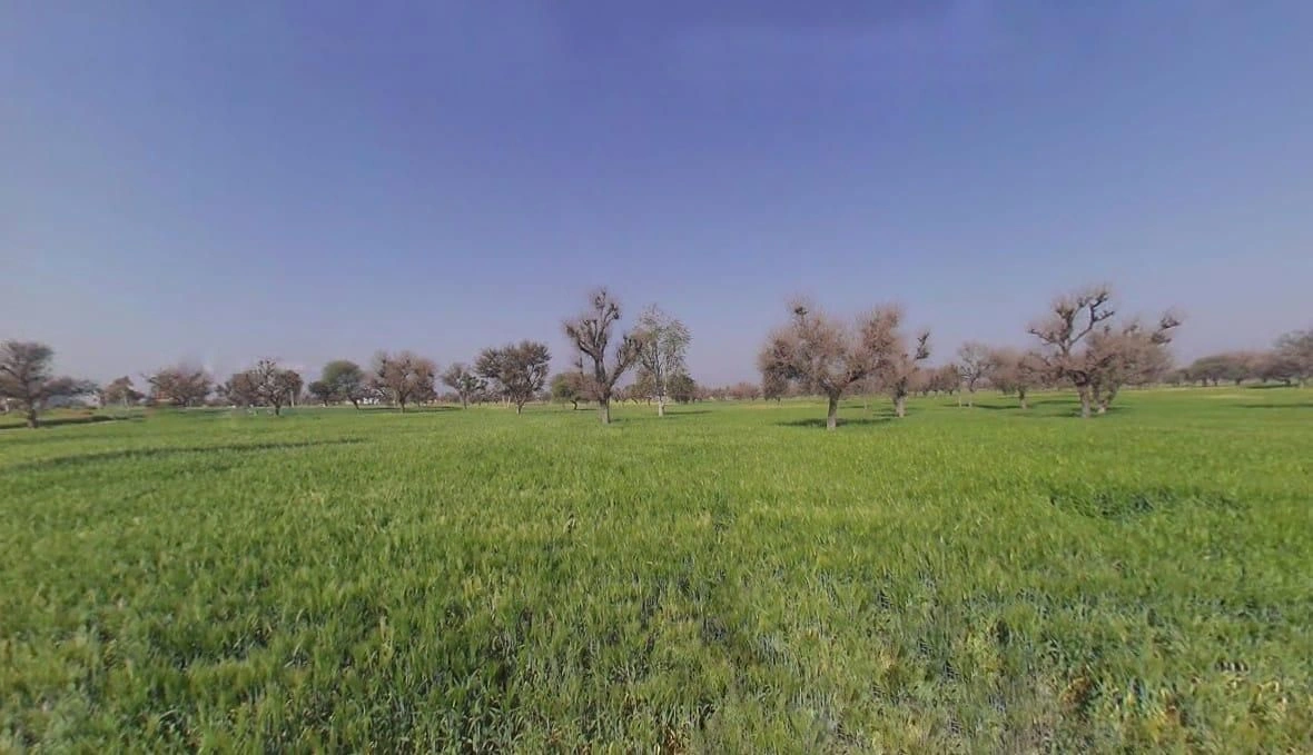 89QG+4F2, Gila Ki Dhani, Rajasthan, India